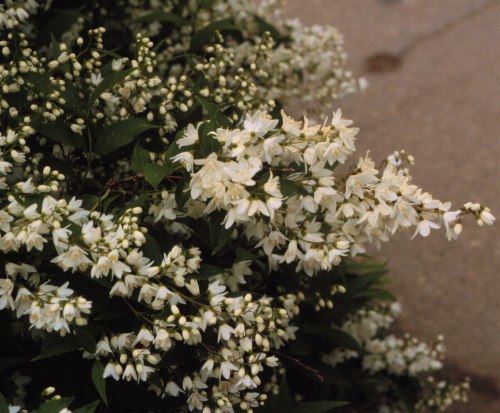 Slender Deutzia