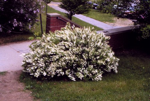 Slender Deutzia
