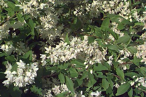 Slender Deutzia