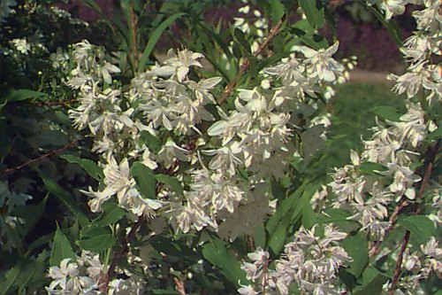 Slender Deutzia