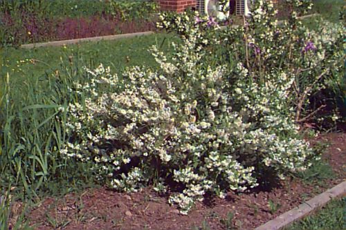 Slender Deutzia