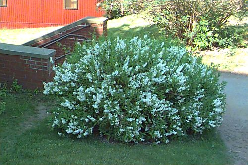 Slender Deutzia