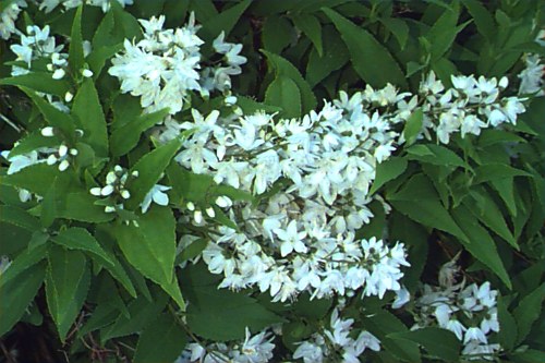 Slender Deutzia