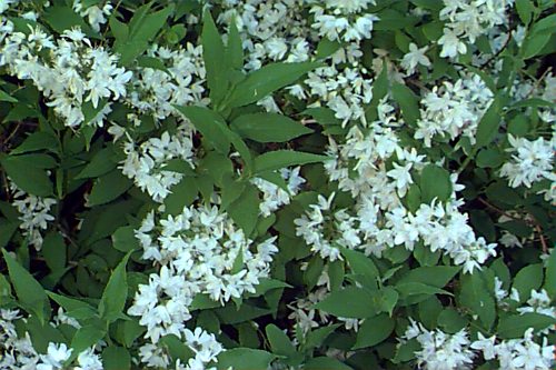 Slender Deutzia