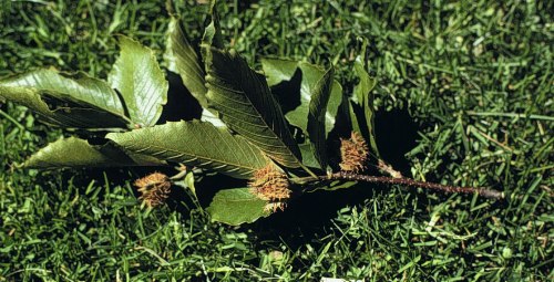 European Beech, Common Beech