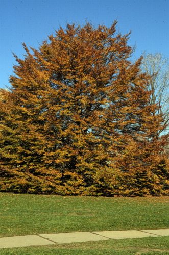 European Beech, Common Beech