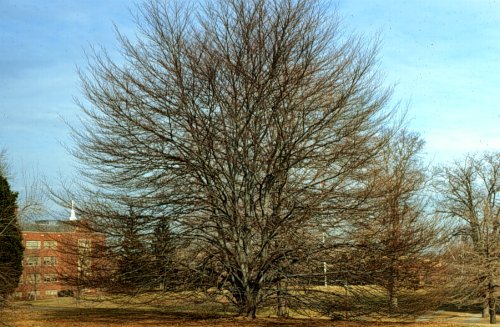 European Beech, Common Beech