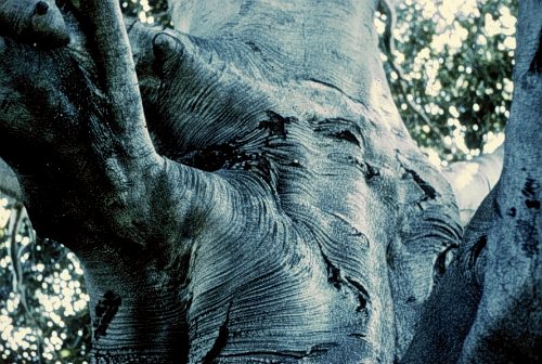 European Beech, Common Beech