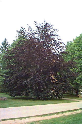 European Beech, Common Beech