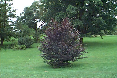 European Beech, Common Beech
