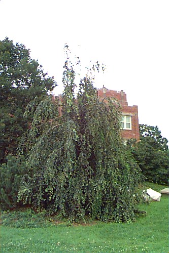 European Beech, Common Beech