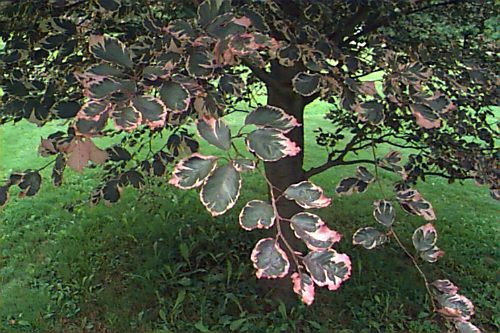 European Beech, Common Beech