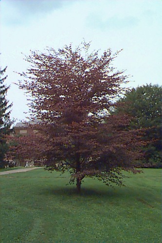 European Beech, Common Beech