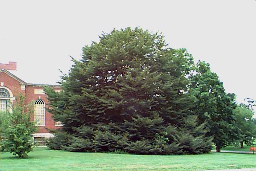 European Beech, Common Beech