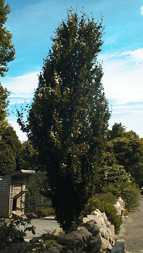 European Beech, Common Beech