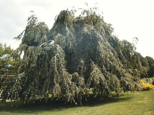 European Beech, Common Beech