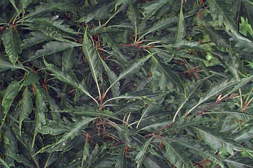 European Beech, Common Beech