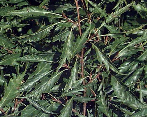 European Beech, Common Beech