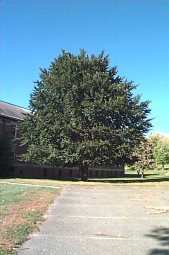European Beech, Common Beech