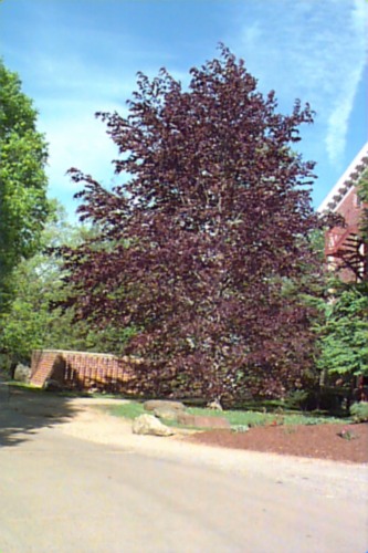 European Beech, Common Beech