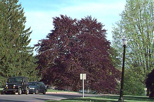 European Beech, Common Beech