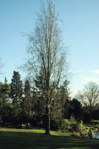 European Beech, Common Beech