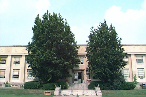 European Beech, Common Beech