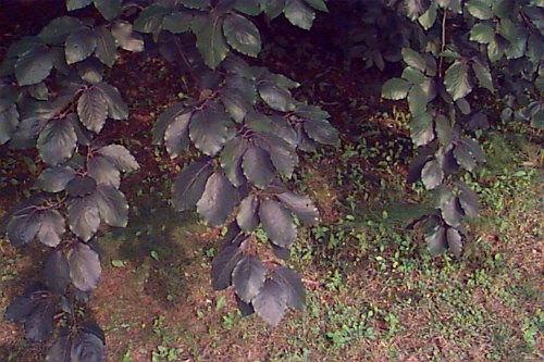 European Beech, Common Beech