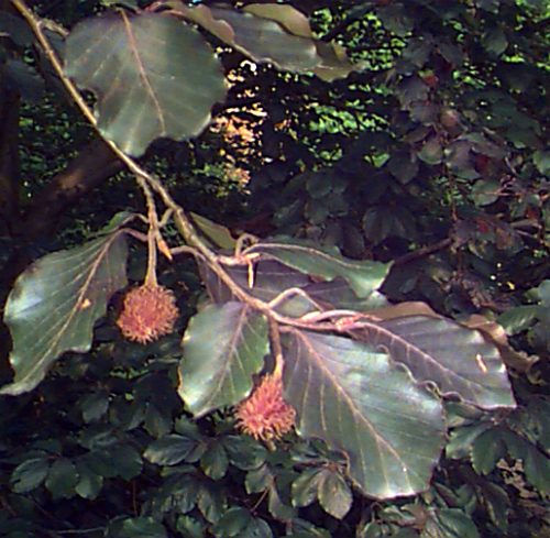 European Beech, Common Beech
