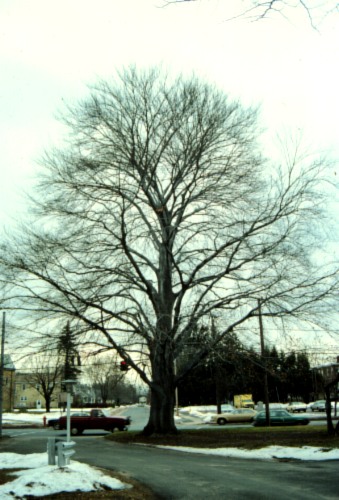 European Beech, Common Beech