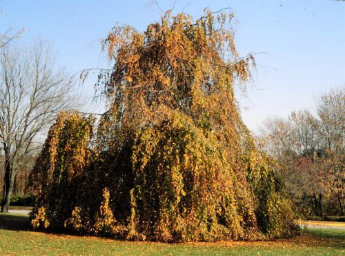 European Beech, Common Beech