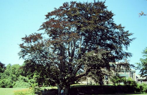 European Beech, Common Beech