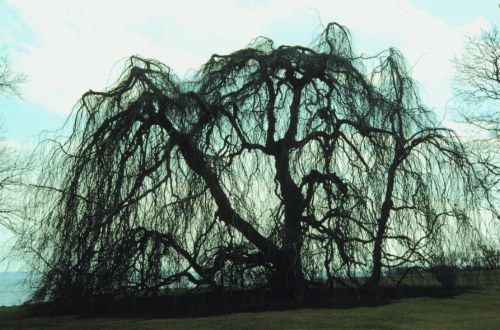 European Beech, Common Beech