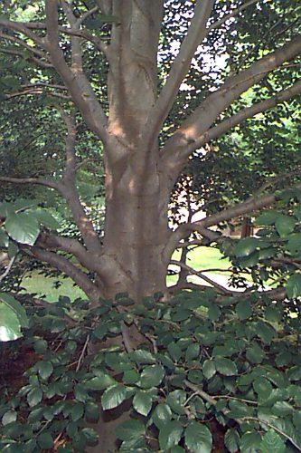 European Beech, Common Beech
