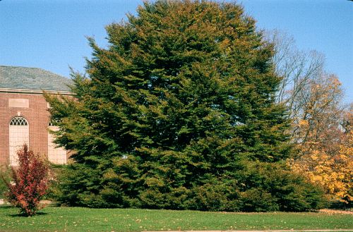 European Beech, Common Beech