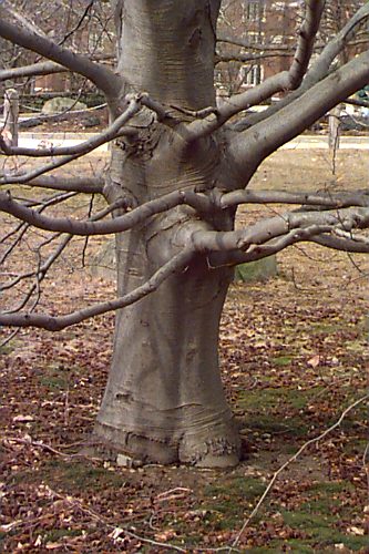 European Beech, Common Beech