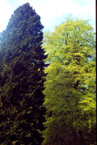 European Beech, Common Beech