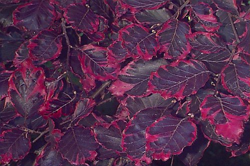 European Beech, Common Beech