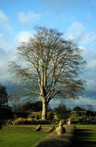 European Beech, Common Beech