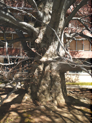 European Beech, Common Beech