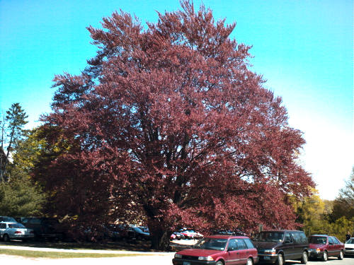 European Beech, Common Beech