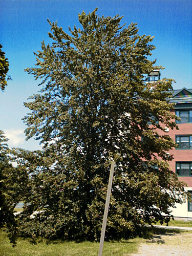 European Beech, Common Beech