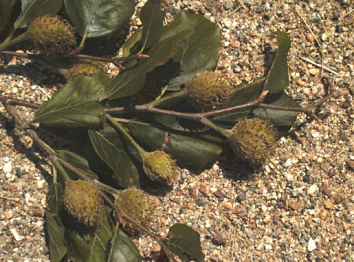 European Beech, Common Beech