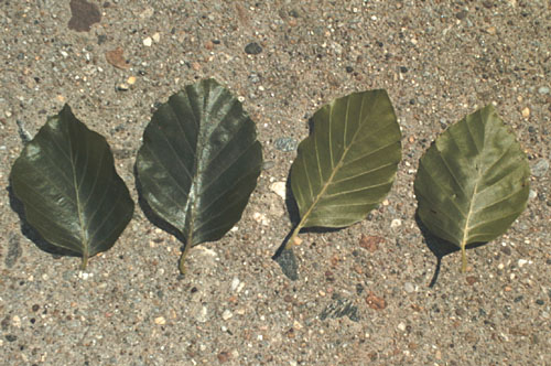 European Beech, Common Beech