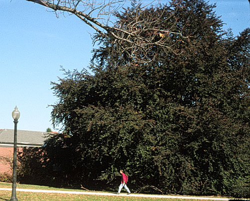 European Beech, Common Beech