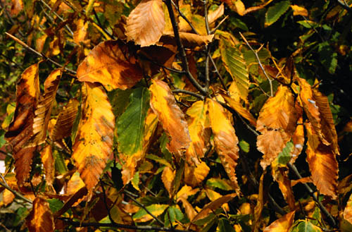European Beech, Common Beech