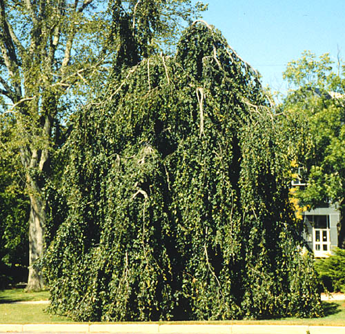 European Beech, Common Beech