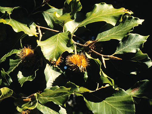 European Beech, Common Beech