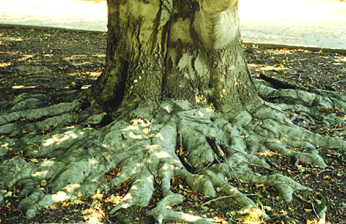European Beech, Common Beech