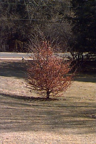 European Beech, Common Beech